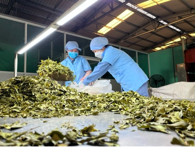 Dược liệu sạch - điều kiện sống còn của ngành Nam y