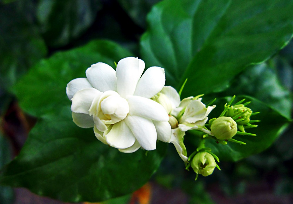 Hoa và sức khỏe phái đẹp - Liệu pháp dịu dàng từ thiên nhiên