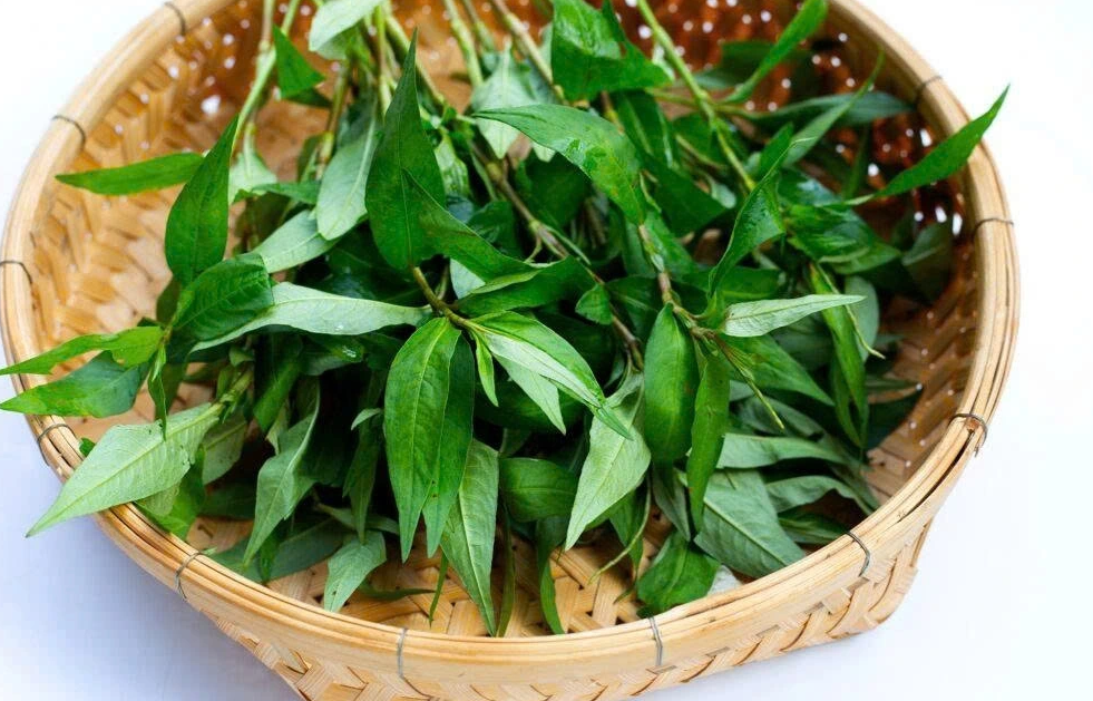 Rau răm: Từ thảo mộc vườn nhà đến vị thuốc dân gian