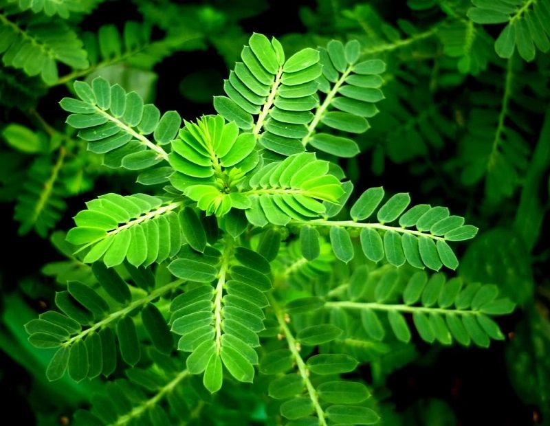 Thanh nhiệt sai cách có thể gây hại gì cho sức khỏe?- Ảnh 3.