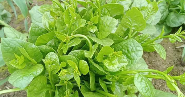 Y Học Cổ Truyền