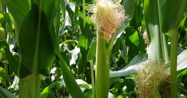 7 bài thuốc từ râu ngô cho người tăng huyết áp