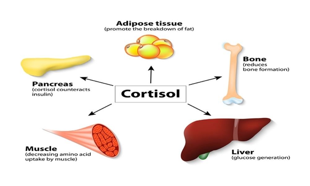 Sống 'an yên’: Cách hỗ trợ kiểm soát cortisol và bảo vệ sức khỏe- Ảnh 2. Sống 'an yên’: Cách hỗ trợ kiểm soát cortisol và bảo vệ sức khỏe- Ảnh 2.
