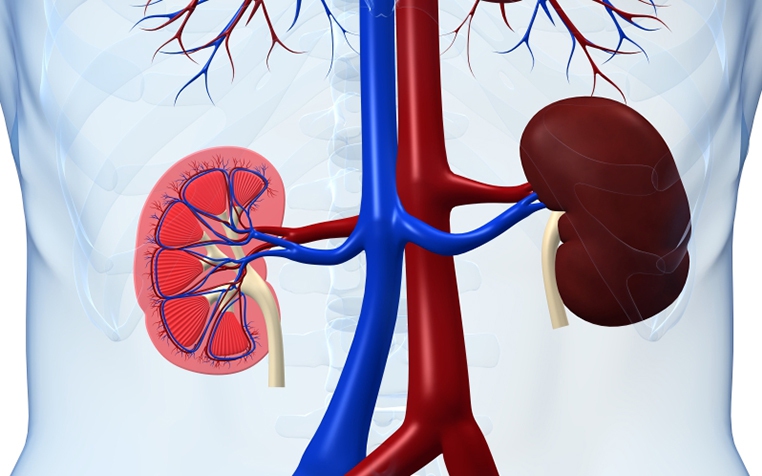 Cảnh báo: Biến chứng nguy hiểm khi dùng corticoid sai cách ở người bệnh cầu thận- Ảnh 4.