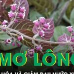 Loại lá mọc đầy vườn giúp hỗ trợ tiêu hóa và giảm đau nhức xương khớp