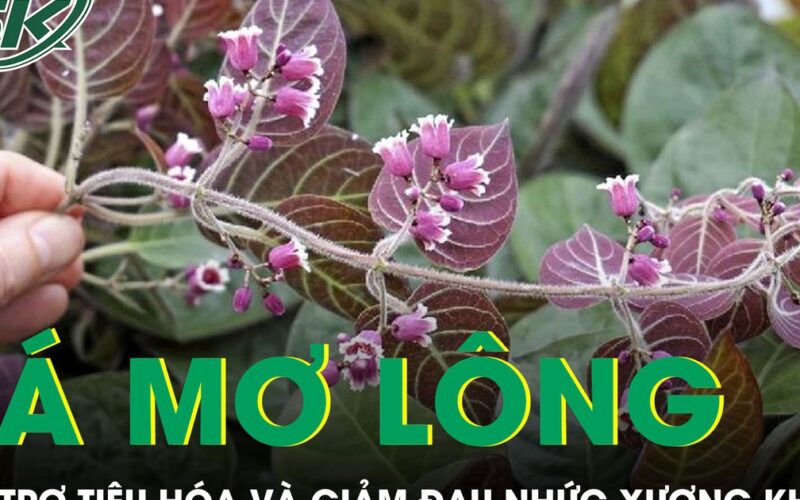 Loại lá mọc đầy vườn giúp hỗ trợ tiêu hóa và giảm đau nhức xương khớp