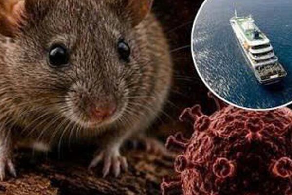 Điều gì khiến Hantavirus trở thành mối lo y tế dù ít gặp?