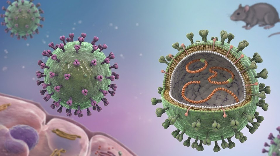 base64-1778077061547794015928 Cảnh giác nguy cơ nhiễm virus Hanta từ thực phẩm bị chuột xâm nhập- Ảnh 1.