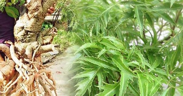 Y Học Cổ Truyền