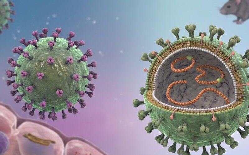 Cảnh giác nguy cơ nhiễm virus Hanta từ thực phẩm bị chuột xâm nhập