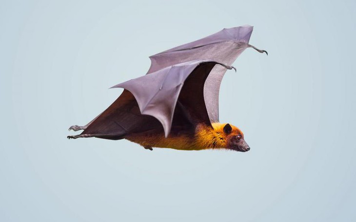 nipah-virus-1660125505167926751075-0-137-600-1097-crop-1660125517747682758044 Cảnh giác với loài dơi 'cáo bay' ăn quả - Vật chủ truyền virus Hendra và Nipah nguy hiểm