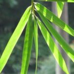 Tác dụng chữa bệnh của lá tre