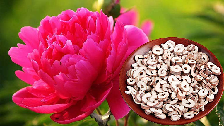 Mẫu đơn bì, vị thuốc điều hòa kinh nguyệt, giảm đau bụng kinh- Ảnh 1. Mẫu đơn bì, vị thuốc điều hòa kinh nguyệt, giảm đau bụng kinh- Ảnh 1.