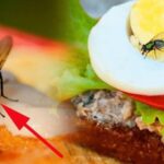 Cơ sở kinh doanh thực phẩm có ruồi, gián… có thể bị phạt đến 6 triệu đồng