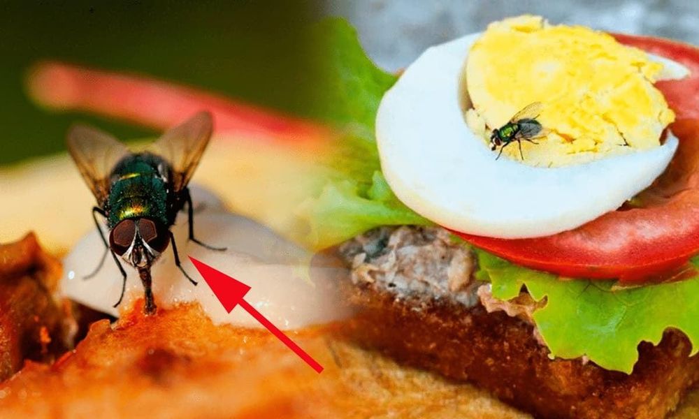 Cơ sở kinh doanh thực phẩm có ruồi, gián... có thể bị phạt đến 6 triệu đồng- Ảnh 1. Cơ sở kinh doanh thực phẩm có ruồi, gián... có thể bị phạt đến 6 triệu đồng- Ảnh 1.