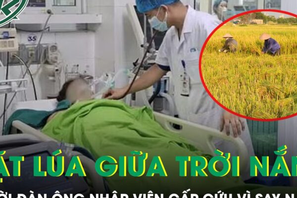 Gặt lúa giữa trời nắng gắt, người đàn ông nhập viện cấp cứu