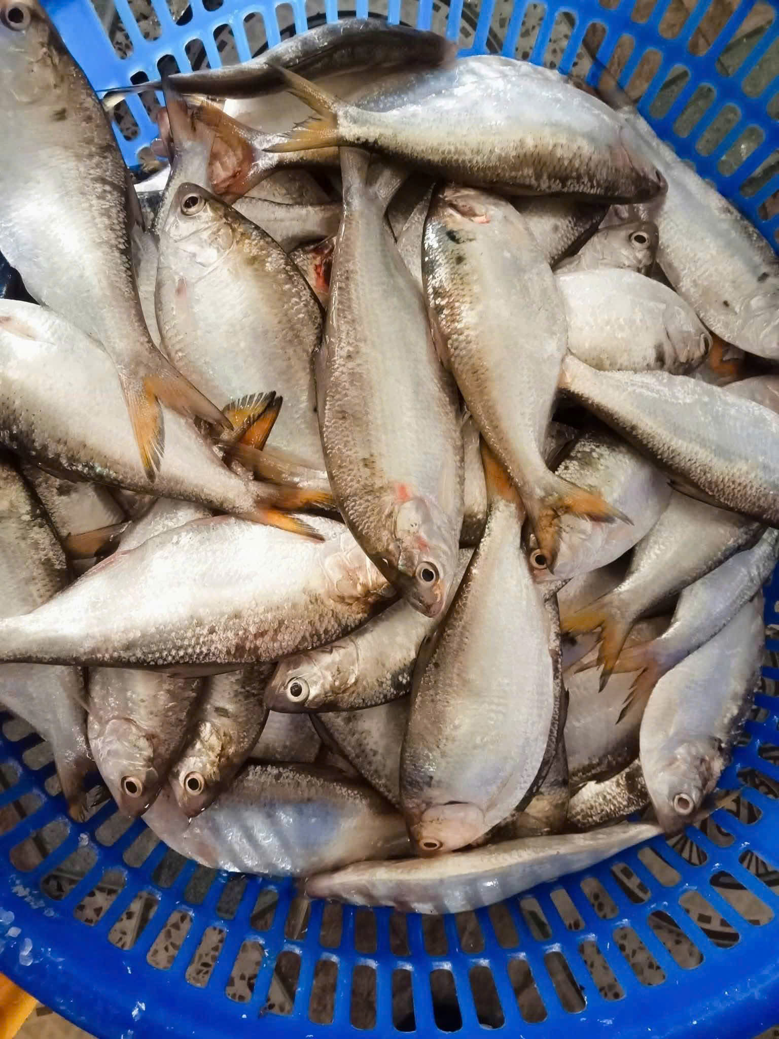 b85503590f478e19d756-17788141674169684815 4 nhóm người nên hạn chế ăn cá mòi- Ảnh 1.