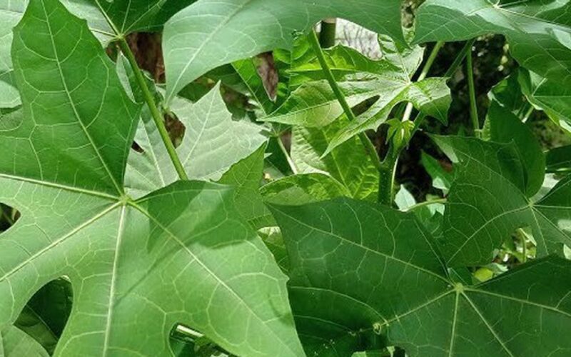Những ai không nên ăn rau mì chính?