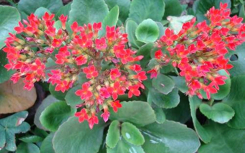 Cây sống đời có tác dụng gì?