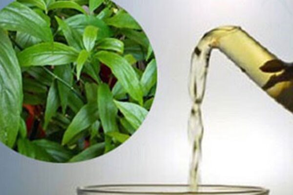 Cây xương khỉ: Cách sử dụng và lưu ý khi dùng