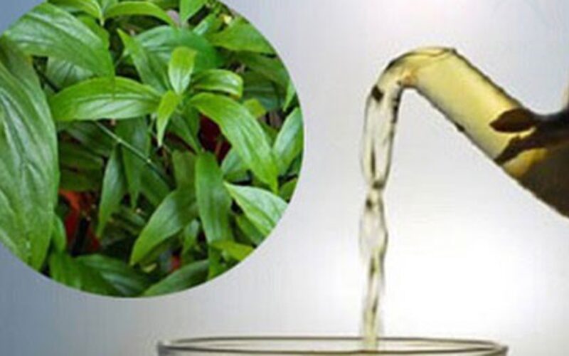 Cây xương khỉ: Cách sử dụng và lưu ý khi dùng