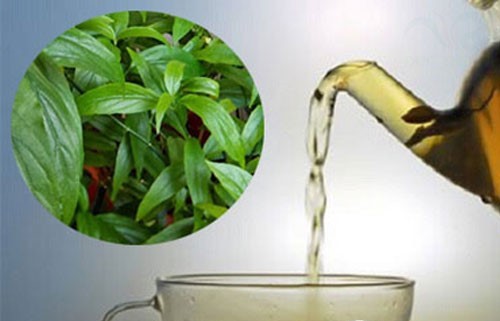 cay-xuong-khi-41-17806594079881634942497 Cây xương khỉ: Cách sử dụng và lưu ý khi dùng- Ảnh 2.