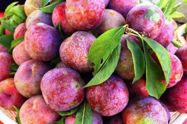 11 lợi ích sức khỏe của quả mận ít người biết