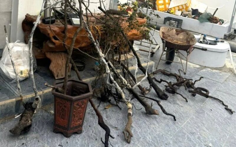 Xử lý 8 vụ, 8 đối tượng về hành vi khai thác, tàng trữ trái phép cây muội hồng