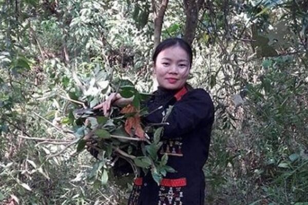 Lương y Lý Thị Mỹ Châu – Cố gắng gìn giữ bản sắc thuốc Nam của người Dao Ba Vì