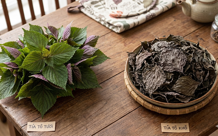 Nước lá tía tô tươi và tía tô khô, loại nào tốt hơn cho sức khỏe?