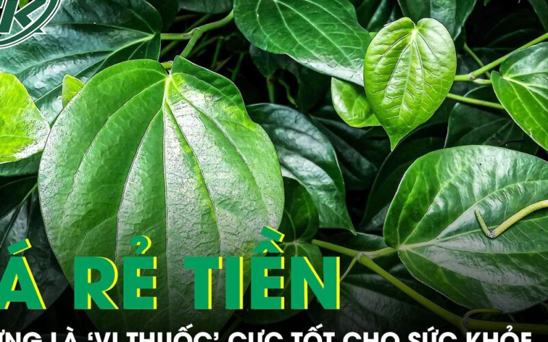 Loại lá rẻ tiền mọc khắp Việt Nam nhưng là ‘vị thuốc’ cực tốt cho sức khỏe
