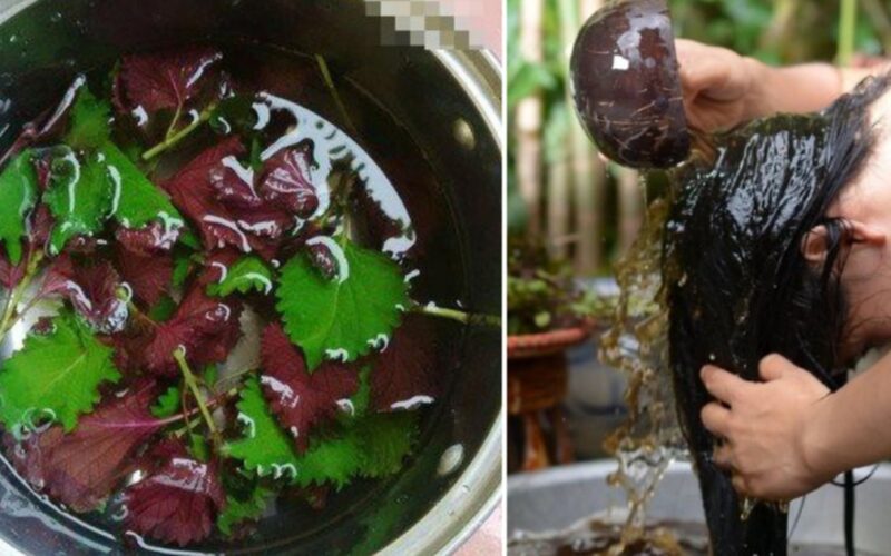 Dùng nước tía tô gội đầu mọc tóc con hiệu quả như thế nào?