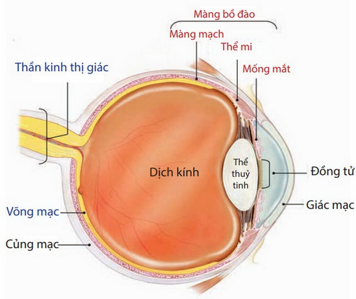 Viêm mống mắt có thể dẫn đến mù lòa