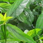 6 lợi ích sức khỏe của cây xương khỉ