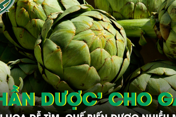 Loại hoa được ví như ‘thần dược’ cho gan, chế biến được nhiều món ngon