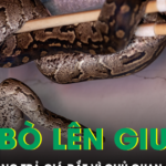 Phát hiện rắn bò lên giường lúc nửa đêm, người đàn ông trả giá đắt vì chủ quan sau vết cắn