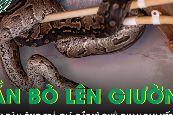 Phát hiện rắn bò lên giường lúc nửa đêm, người đàn ông trả giá đắt vì chủ quan sau vết cắn