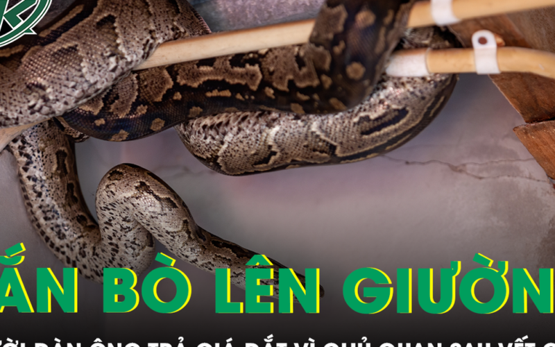 Phát hiện rắn bò lên giường lúc nửa đêm, người đàn ông trả giá đắt vì chủ quan sau vết cắn