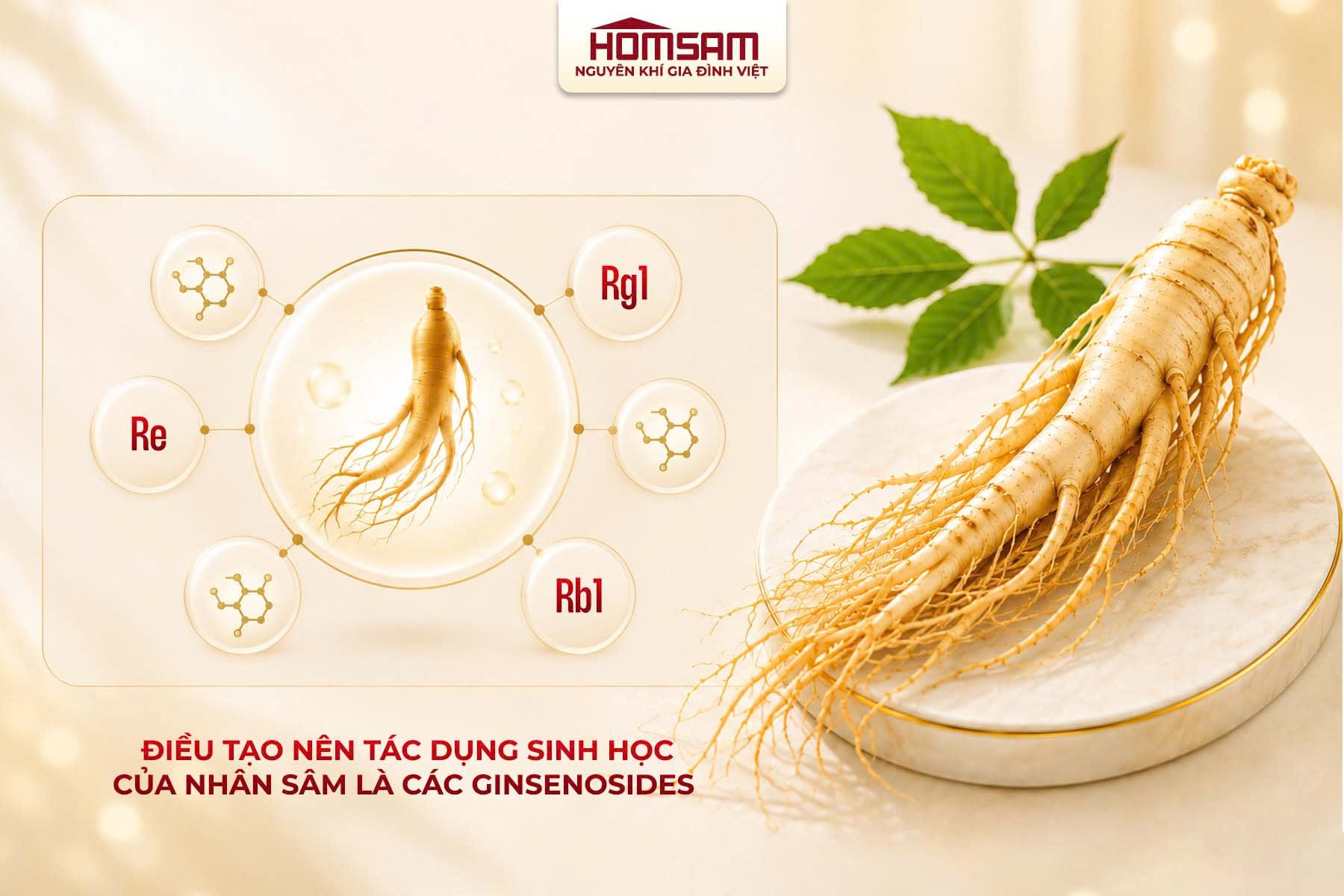 Homsam, nhân sâm đăng ký dạng thuốc- Ảnh 2.