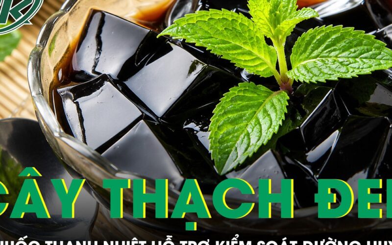 Loại cây làm thạch đen quen thuộc hóa ra là vị thuốc thanh nhiệt hỗ trợ kiểm soát đường huyết