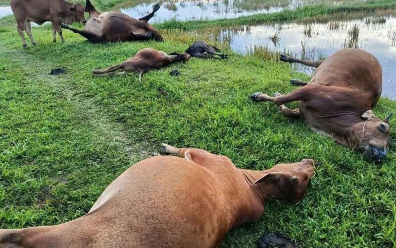 5 con bò bị sét đánh chết trên cánh đồng
