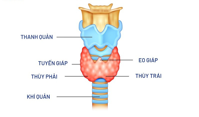 base64-17798803881722011734650 Khi nào người bệnh tuyến giáp cần thay đổi chế độ ăn?- Ảnh 1.