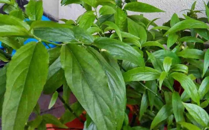 3 bài thuốc chữa bệnh từ cây xương khỉ