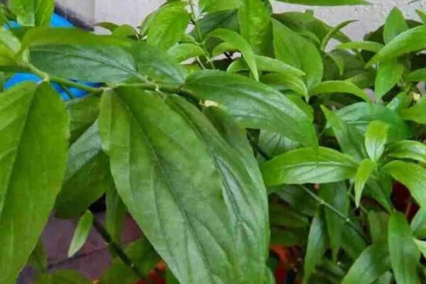 3 bài thuốc chữa bệnh từ cây xương khỉ