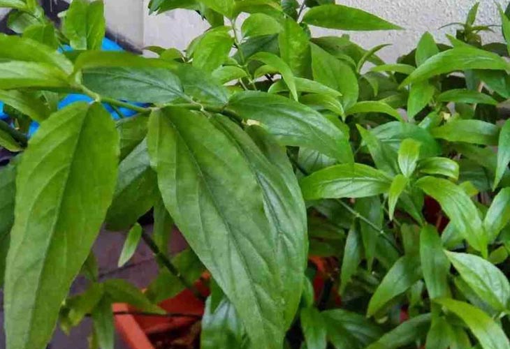 3 bài thuốc chữa bệnh từ cây xương khỉ- Ảnh 1.