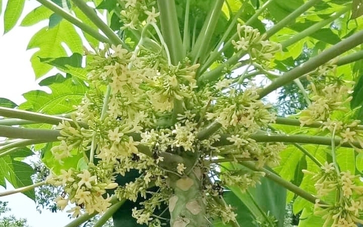 5 công dụng hỗ trợ điều trị bệnh đáng chú ý của hoa đu đủ đực - Ảnh 2.