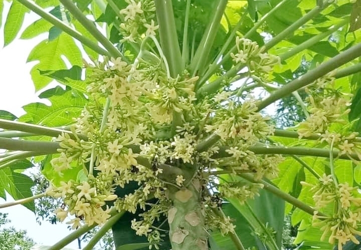 hoa-du-du-duc-17809862159051783497172 Hoa đu đủ đực, công dụng chữa bệnh và cách dùng- Ảnh 1.