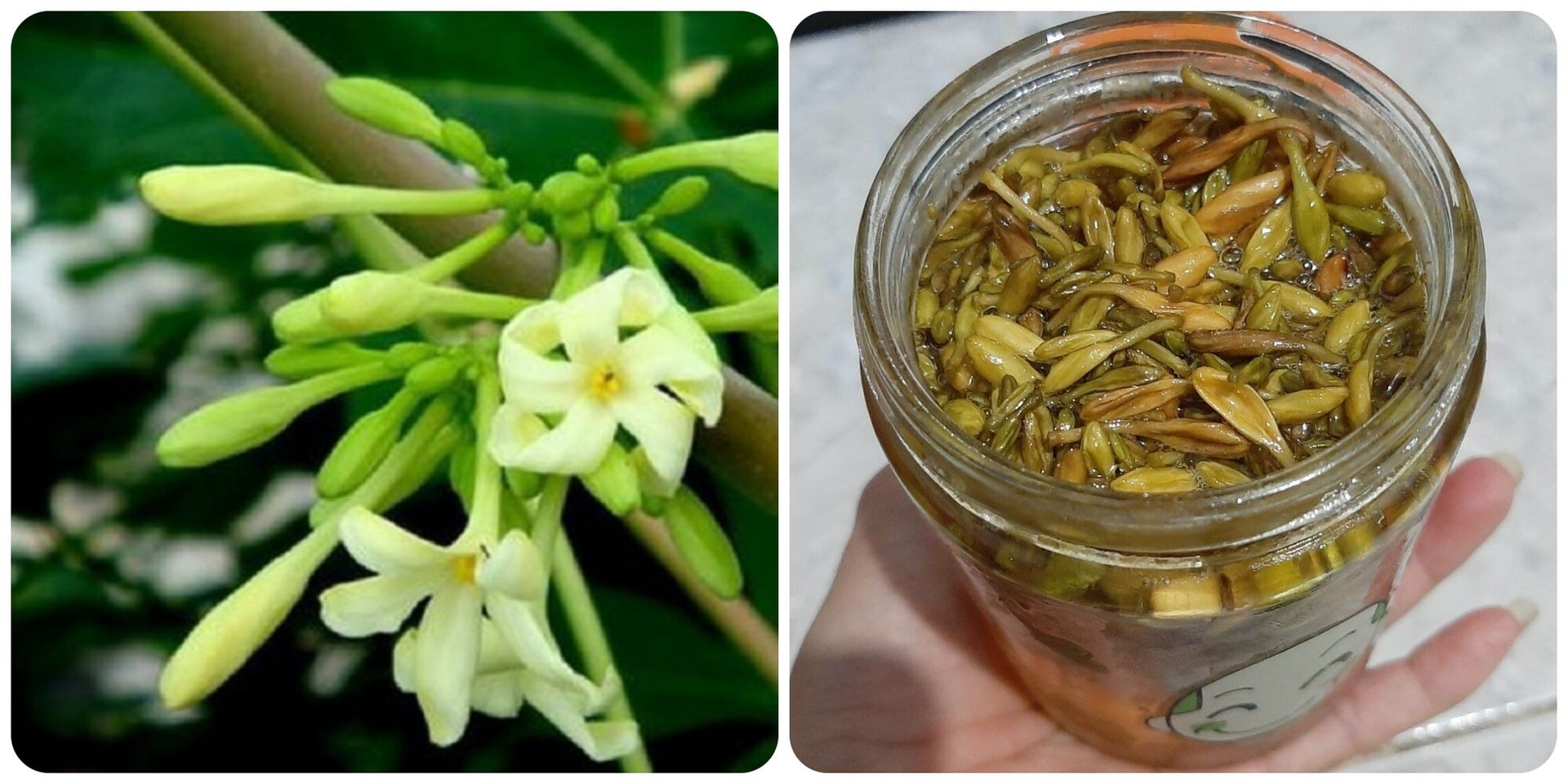 hoa-du-du-duc-ngam-mat-ong-17809863355641232881578 Hoa đu đủ đực, công dụng chữa bệnh và cách dùng- Ảnh 3.