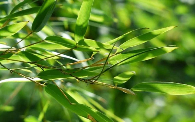 Người tăng huyết áp uống nước lá tre có tốt không?