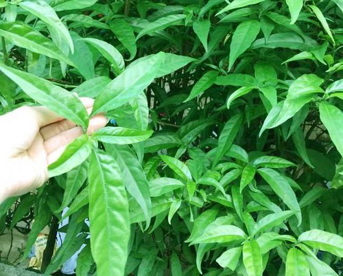 Dùng cây xương khỉ thế nào để không mất chất?- Ảnh 1.